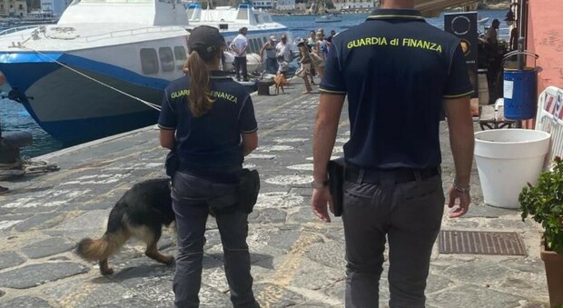 I cani antidroga fiutano la cocaina nascosta in auto, un arresto a Ponza