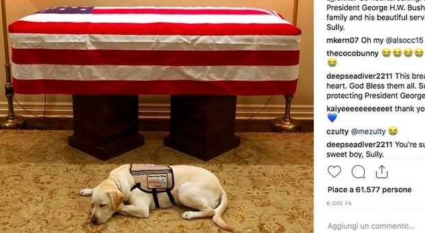 Sully, il cane di George H.W. Bush veglia il suo padrone: le foto commuovono il web