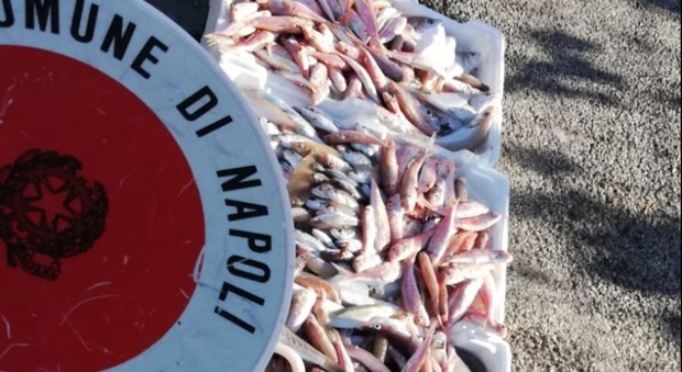 Napoli, il mercatino del pesce in strada: sequestrati e distrutti 50 kg