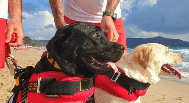 Cani eroi a Palinuro, due labrador si tuffano e salvano una 15enne che stava annegando