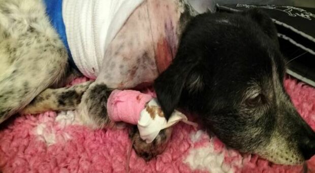 Cagnolina scuoiata viva sopravvive dopo 6 ore di intervento. Ha trovato una nuova casa ma è caccia ai mostri che l'hanno torturata