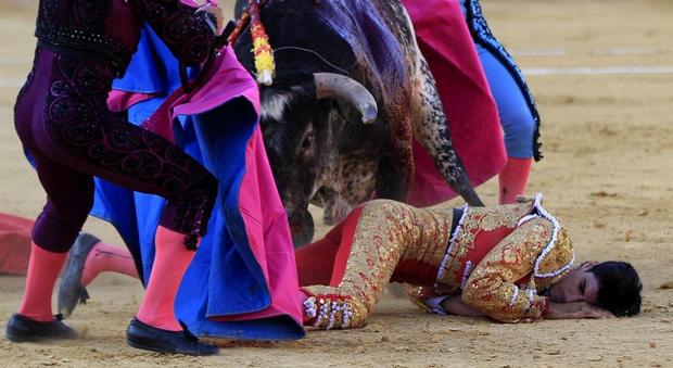 Torero incornato e ucciso alla corrida, i commenti sui social: "Ben gli sta"