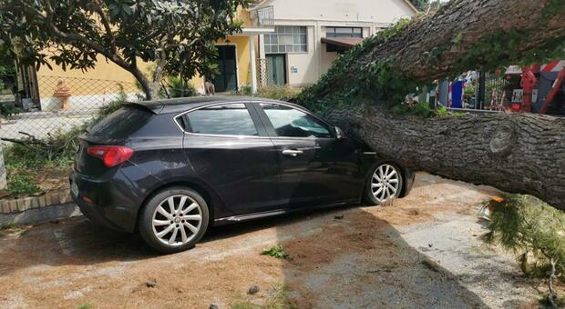 Tragedia sfiorata a Loreto: un enorme pino si schianta e schiaccia un'auto