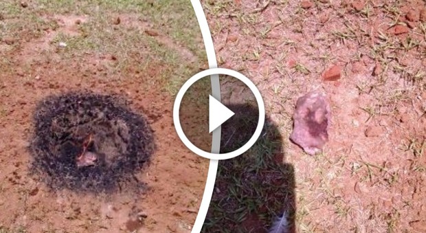 Un meteorite cade nel suo giardino, video incredibile. "Le fiamme erano ancora vive"