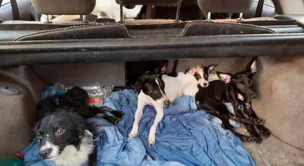 Nel baule dell'auto stipati 34 cani maltrattati e denutriti: salvati dagli agenti della polizia locale