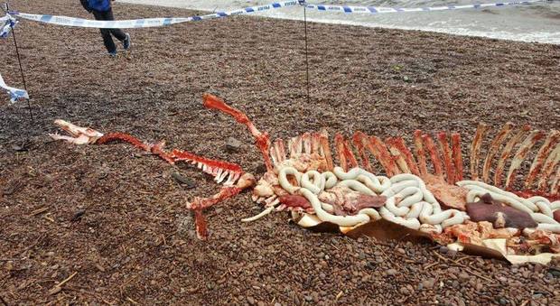 La carcassa del mostro di Loch Ness