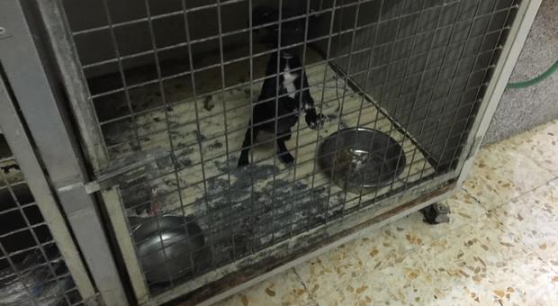 Cuccioli di cani e fauna protetta in stato di maltrattamento: chiusa uccelleria nel Napoletano