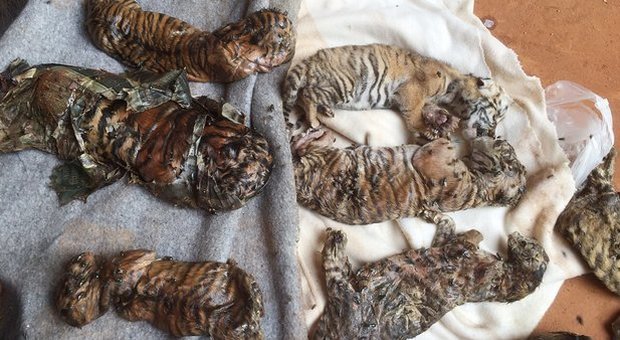 Thailandia, morte le tigri sottratte al Tempio che le sfruttava per scopi turistici