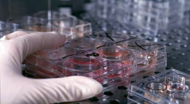 Catturare le cellule tumorali circolanti dal sangue: la ricerca dell'Università di Bari contro il cancro
