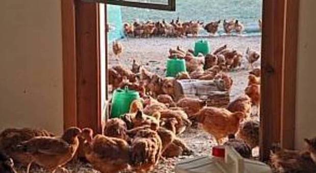 Mangimi per polli contaminati da diossina: allarme dell'Ulss 18
