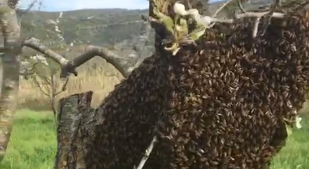Cilento: la magia delle api che arrivano nei campi