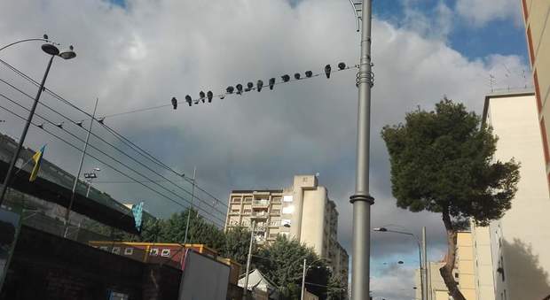 Napoli, ai Colli Aminei sui fili del filobus ci sono i piccioni: «Il progetto continua a slittare»