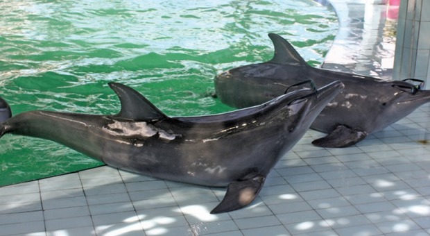 “Scippano denti ai delfini”; schok nei resort indonesiani