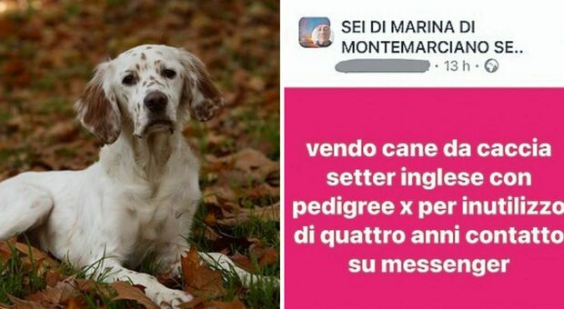 Montemarciano, annuncio choc sui social: «Vendo cane per inutilizzo»