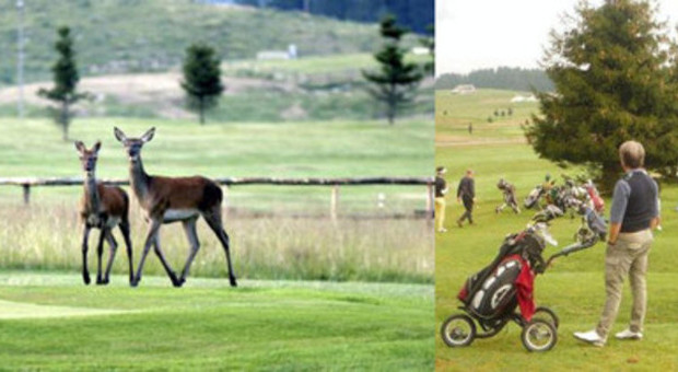 Guerra del Golf Club contro i cervi: «Rovinano il green e sono tanti»