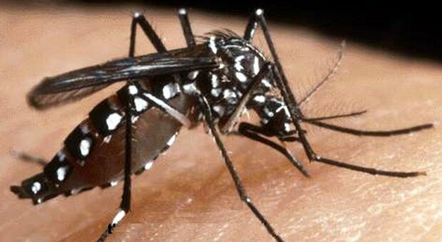 Allarme dengue a Perugia, coppia contagiata dal virus durante un viaggio. Via alla disinfestazione