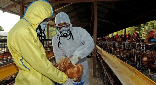 Allarme influenza aviaria: scoperti due focolai a Prato, emanate restrizioni