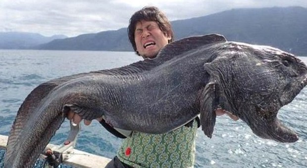Pesce gigante catturato vicino Fukushima: è in grado di inghiottire un neonato