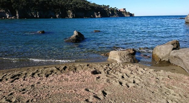 L'ecatombe dei gamberetti, migliaia ritrovati sulla spiaggia di Ischia: «Non mangiateli»