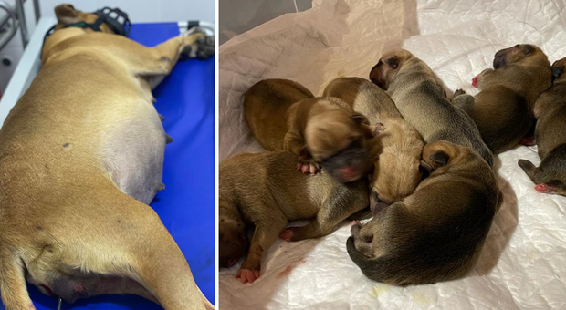 Trafigge due cani con la balestra, la femmina incinta muore con tre dei suoi cuccioli. L'appello: «Troviamo chi l'ha fatto»