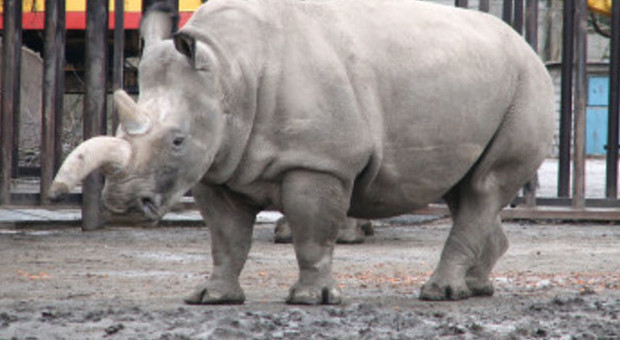 Morta Nola, femmina di rinoceronte bianco: ​ora ne restano solo 3 esemplari al mondo