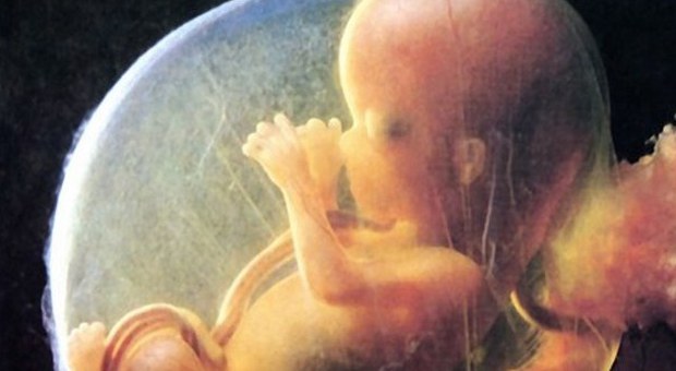 Sviluppato un embrione artificiale fino allo stadio di 'individuo'