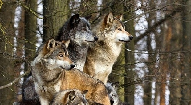 Un branco di lupi