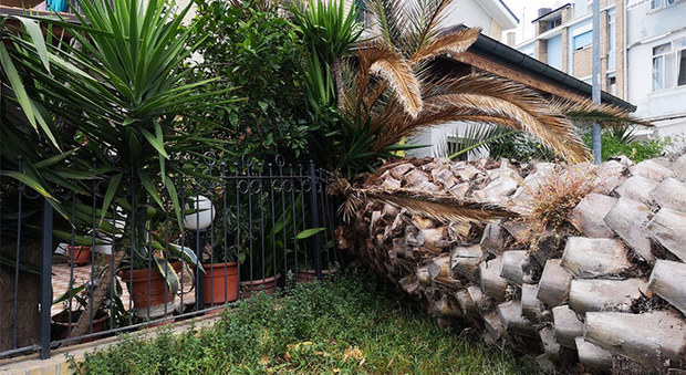 La palma che ha sfondato la recinzione del giardino