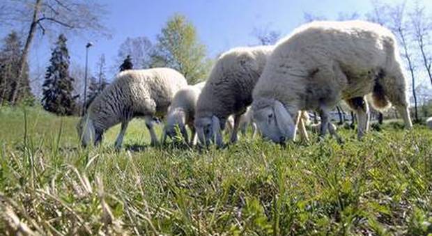 Mancano gli alunni e a scuola iscrivono 15 pecore per non tagliare le classi