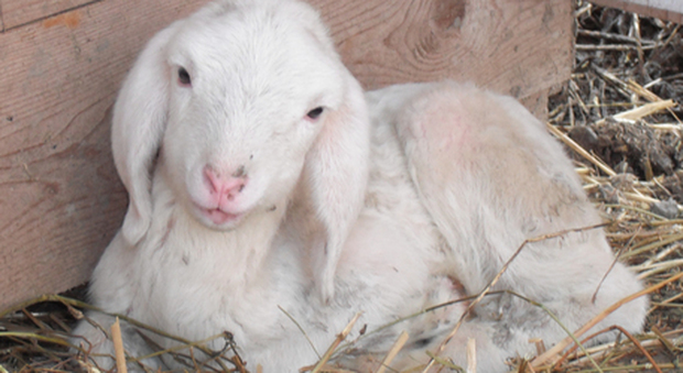 Furto choc: inducono il parto alla pecora per rubare l'agnellino