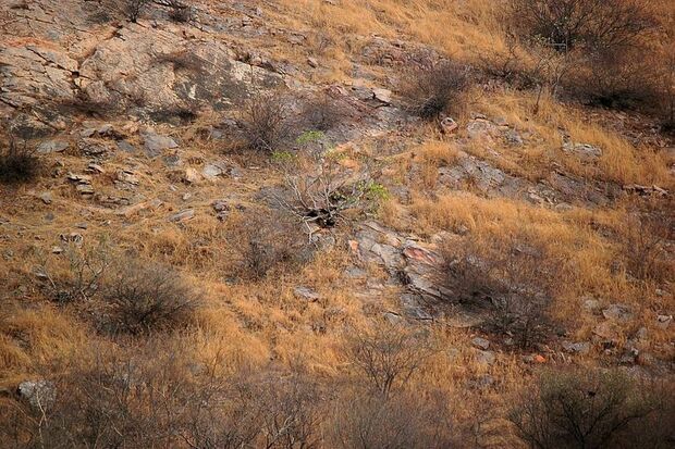 Un fotografo immortala un leopardo perfettamente mimetizzato tra il paesaggio e il Web si impegna a individuarlo