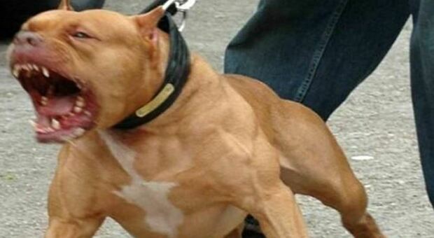 Due grossi cani sbranano un cucciolo: lanciata una petizione per fermarli