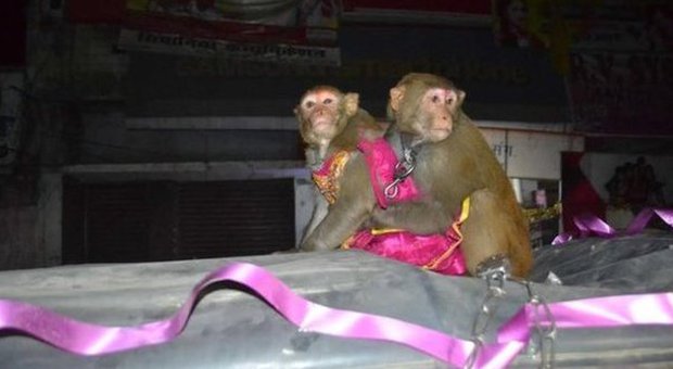 Nozze sfarzose per una coppia di scimmiette: il proprietario le considera come figli