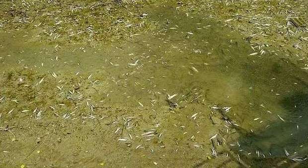 Fano, moria di pesci nel canale in secca: sopralluogo della polizia municipale