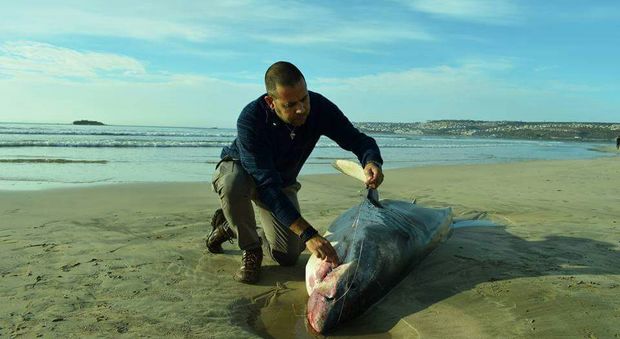 Un altro squalo bianco morto in Sudafrica, è il quarto. Ma stavolta le orche non c'entrano