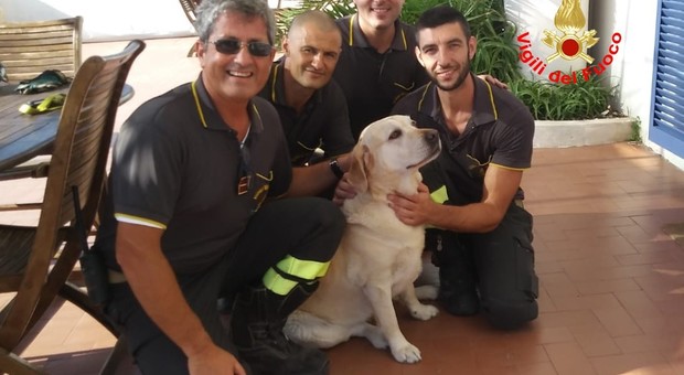 immagine Labrador rimane isolato su uno scoglio, Ferragosto di paura a Gaeta: il cane viene salvato dai vigili del fuoco
