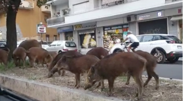 Cinghiali in fila e a spasso vicino al Vaticano: nuova emergenza animali a Roma