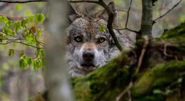 Pronta la "licenza di uccidere" i lupi in Veneto: saranno catturati e abbattuti