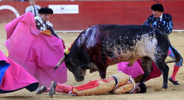 Spagna, torero 29enne muore incornato durante la corrida