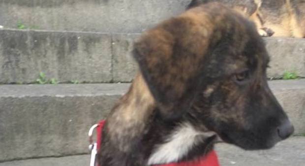 Da Norcia a Napoli: cucciolo salvato dal sisma cerca casa| Foto