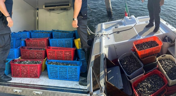 Chioggia, pizzicati cinque pescatori abusivi: 3.400 chili di cozze e vongole senza certificazione. Scatta la sanzione da 12mila euro