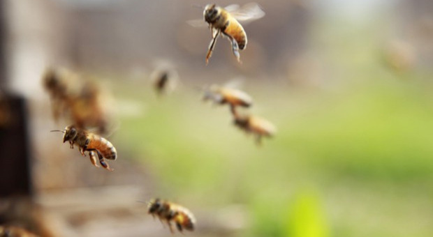 Le api italiane in pericolo