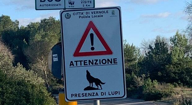 “Attenzione ai lupi”, nuovo cartello in prossimità della riserva naturale