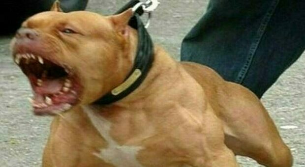 Pitbull azzanna una 30enne al petto e agli arti in strada, il cane immobilizzato con il taser dalla polizia e poi soppresso: «Troppo aggressivo»