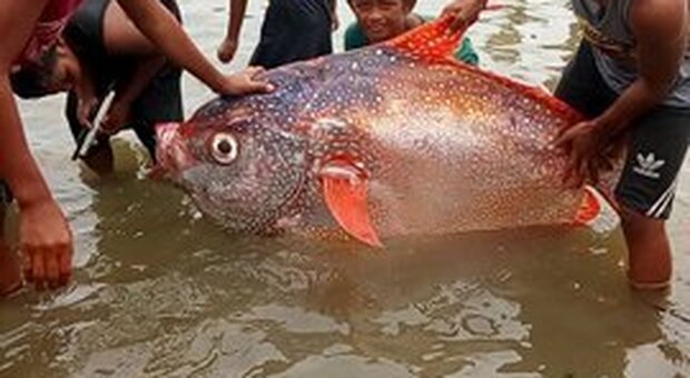 Catturato un pesce delle dimensioni di una persona adulta dopo il terremoto nelle Filippine