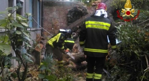 Vento fortissimo: albero sradicato a Cannaregio precipita su una casa