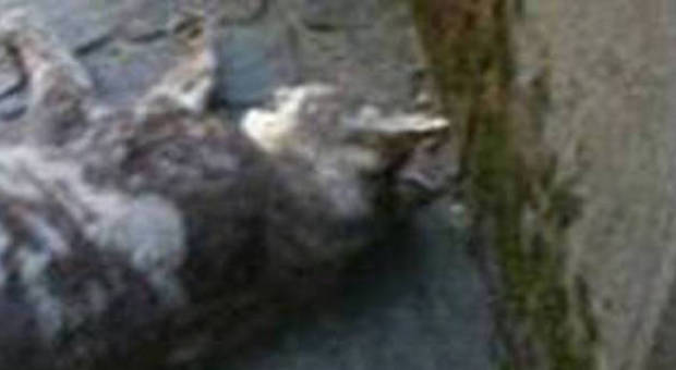 Strage di gatti a Ischia: avevano mangiato il veleno delle derattizzazioni