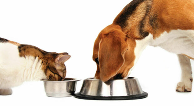 Dieta Barf per cani e gatti: tutto ciò che dovreste sapere sui rischi