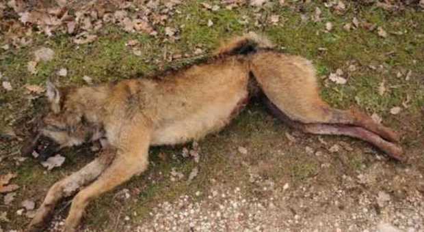 Orrore: lupo ucciso a fucilate e abbandonato in piazza