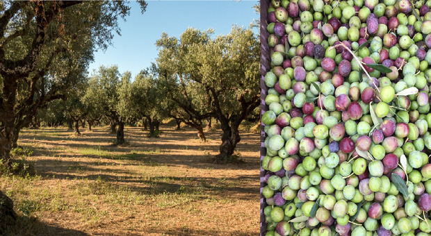 Studenti raccolgono le olive, la prof non li interroga: «Recuperiamo il legame con la terra»